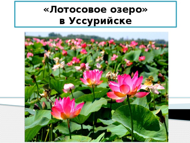 «Лотосовое озеро»  в Уссурийске 