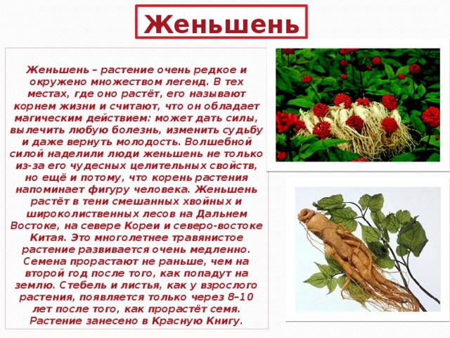 Женьшень Женьшень – растение очень редкое и окружено множеством легенд. В тех местах, где оно растёт, его называют корнем жизни и считают, что он обладает магическим действием: может дать силы, вылечить любую болезнь, изменить судьбу и даже вернуть молодость. Волшебной силой наделили люди женьшень не только из-за его чудесных целительных свойств, но ещё и потому, что корень растения напоминает фигуру человека. Женьшень растёт в тени смешанных хвойных и широколиственных лесов на Дальнем Востоке, на севере Кореи и северо-востоке Китая. Это многолетнее травянистое растение развивается очень медленно. Семена прорастают не раньше, чем на второй год после того, как попадут на землю. Стебель и листья, как у взрослого растения, появляется только через 8–10 лет после того, как прорастёт семя. Растение занесено в Красную Книгу. 