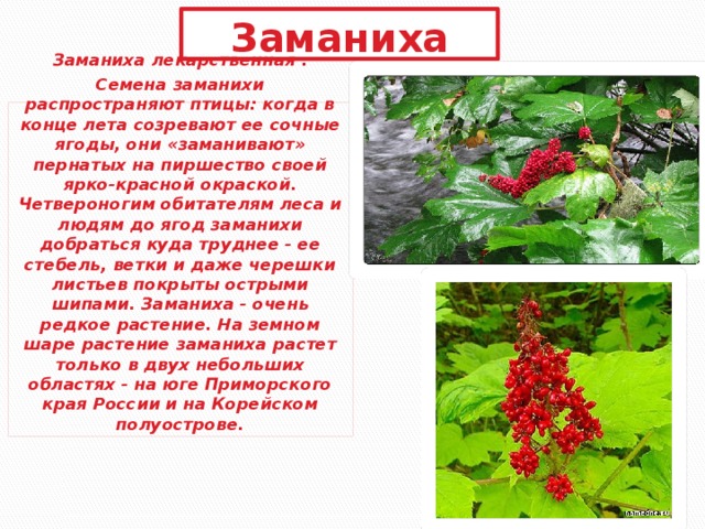 Заманиха Заманиха лекарственная . Семена заманихи распространяют птицы: когда в конце лета созревают ее сочные ягоды, они «заманивают» пернатых на пиршество своей ярко-красной окраской. Четвероногим обитателям леса и людям до ягод заманихи добраться куда труднее - ее стебель, ветки и даже черешки листьев покрыты острыми шипами. Заманиха - очень редкое растение. На земном шаре растение заманиха растет только в двух небольших областях - на юге Приморского края России и на Корейском полуострове. 