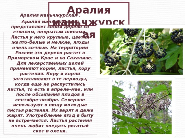 Аралия маньчжурская Аралия маньчжурская . Аралия маньчжурская представляет собой дерево со стволом, покрытым шипами. Листья у него крупные, цветки желто-белые и мелкие, ягоды очень сочные. На территории России это дерево растет в Приморском Крае и на Сахалине. Для лекарственных целей применяют корни, листья, кору растения. Кору и корни заготавливают в те периоды, когда еще не распустились листья, то есть в апреле-мае, или после обсыпания плодов в сентябре-ноябре. Северяне используют в пищу молодые листья растения. Их варят и даже жарят. Употребление ягод в быту не встречается. Листья растения очень любит поедать рогатый скот и олени. 