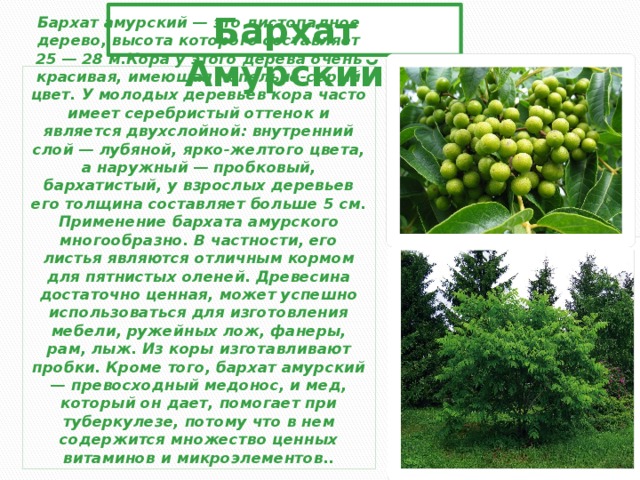 Бархат Амурский Бархат амурский — это листопадное дерево, высота которого составляет 25 — 28 м.Кора у этого дерева очень красивая, имеющая пепельно-серый цвет. У молодых деревьев кора часто имеет серебристый оттенок и является двухслойной: внутренний слой — лубяной, ярко-желтого цвета, а наружный — пробковый, бархатистый, у взрослых деревьев его толщина составляет больше 5 см. Применение бархата амурского многообразно. В частности, его листья являются отличным кормом для пятнистых оленей. Древесина достаточно ценная, может успешно использоваться для изготовления мебели, ружейных лож, фанеры, рам, лыж. Из коры изготавливают пробки. Кроме того, бархат амурский — превосходный медонос, и мед, который он дает, помогает при туберкулезе, потому что в нем содержится множество ценных витаминов и микроэлементов.. 