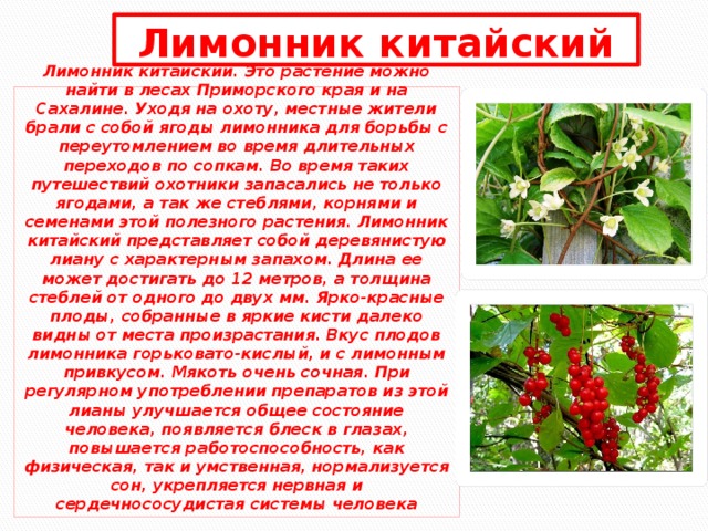 Лимонник китайский Лимонник китайский. Это растение можно найти в лесах Приморского края и на Сахалине. Уходя на охоту, местные жители брали с собой ягоды лимонника для борьбы с переутомлением во время длительных переходов по сопкам. Во время таких путешествий охотники запасались не только ягодами, а так же стеблями, корнями и семенами этой полезного растения. Лимонник китайский представляет собой деревянистую лиану с характерным запахом. Длина ее может достигать до 12 метров, а толщина стеблей от одного до двух мм. Ярко-красные плоды, собранные в яркие кисти далеко видны от места произрастания. Вкус плодов лимонника горьковато-кислый, и с лимонным привкусом. Мякоть очень сочная. При регулярном употреблении препаратов из этой лианы улучшается общее состояние человека, появляется блеск в глазах, повышается работоспособность, как физическая, так и умственная, нормализуется сон, укрепляется нервная и сердечнососудистая системы человека 