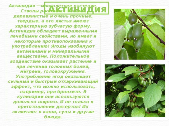 Актинидия Актинидия —многолетнее растение. Стволы растения — лианы деревянистые и очень прочные, твердые, а его листья имеют характерную зубчатую форму. Актинидия обладает выраженными лечебными свойствами, но имеет и некоторые противопоказания к употреблению! Ягоды изобилуют витаминами и минеральными веществами. Положительное воздействие оказывает растение и при лечении головных болей, мигрени, головокружения. Употребление ягод оказывает сильный и быстрый отхаркивающий эффект, что можно использовать, например, при бронхите. В кулинарии они используются довольно широко. И не только в приготовлении десертов! Их включают в каши, супы и другие блюда. 