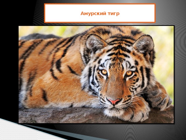  Амурский тигр   