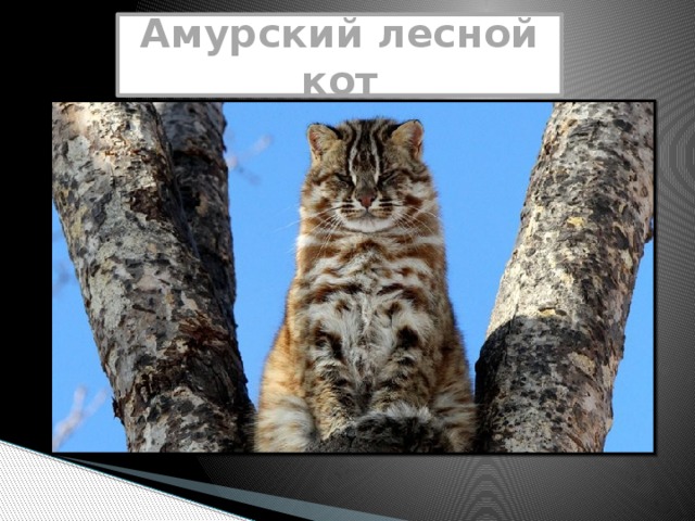 Амурский лесной кот 