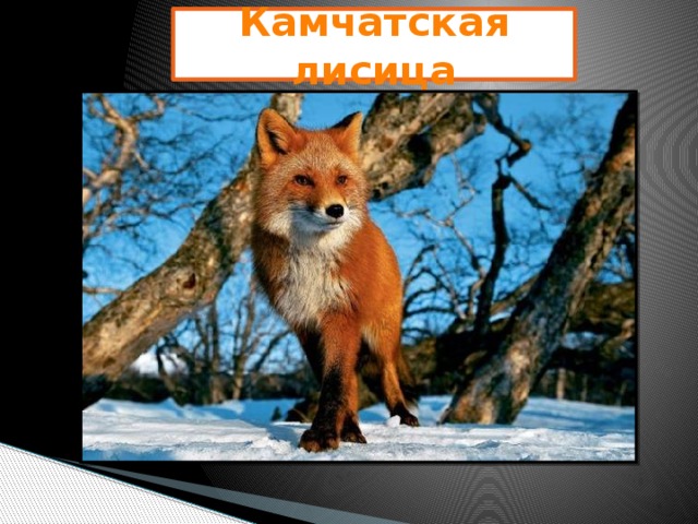 Камчатская лисица 