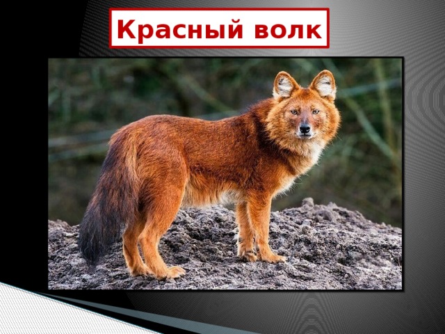 Красный волк 