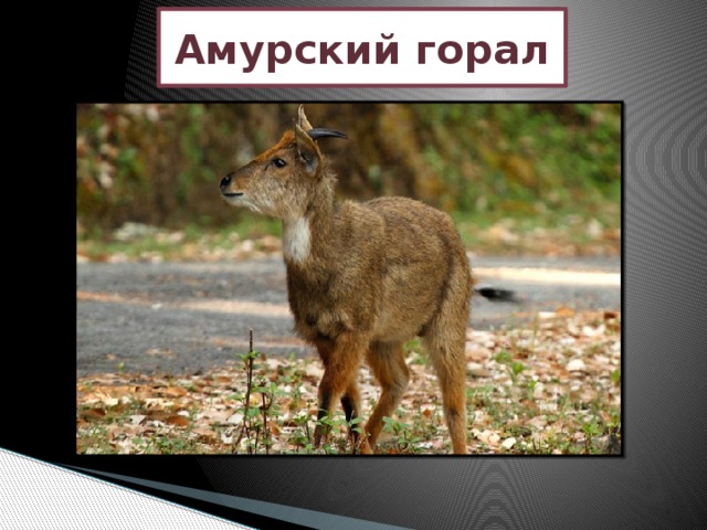 Амурский горал 