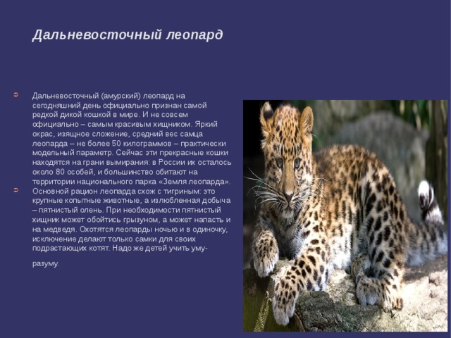 Дальневосточный леопард Дальневосточный (амурский) леопард на сегодняшний день официально признан самой редкой дикой кошкой в мире. И не совсем официально – самым красивым хищником. Яркий окрас, изящное сложение, средний вес самца леопарда – не более 50 килограммов – практически модельный параметр. Сейчас эти прекрасные кошки находятся на грани вымирания: в России их осталось около 80 особей, и большинство обитают на территории национального парка «Земля леопарда». Основной рацион леопарда схож с тигриным: это крупные копытные животные, а излюбленная добыча – пятнистый олень. При необходимости пятнистый хищник может обойтись грызуном, а может напасть и на медведя. Охотятся леопарды ночью и в одиночку, исключение делают только самки для своих подрастающих котят. Надо же детей учить уму-разуму.  