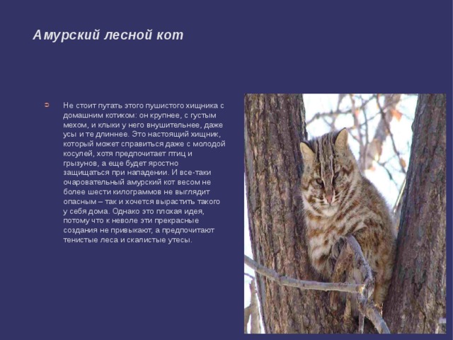 Амурский лесной кот Не стоит путать этого пушистого хищника с домашним котиком: он крупнее, с густым мехом, и клыки у него внушительнее, даже усы и те длиннее. Это настоящий хищник, который может справиться даже с молодой косулей, хотя предпочитает птиц и грызунов, а еще будет яростно защищаться при нападении. И все-таки очаровательный амурский кот весом не более шести килограммов не выглядит опасным – так и хочется вырастить такого у себя дома. Однако это плохая идея, потому что к неволе эти прекрасные создания не привыкают, а предпочитают тенистые леса и скалистые утесы. 