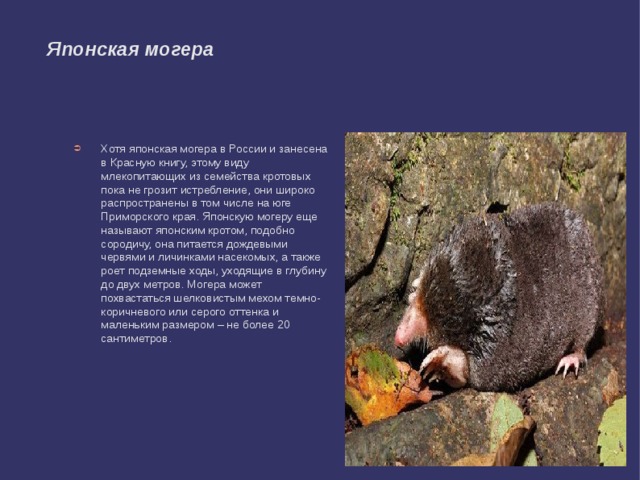 Японская могера Хотя японская могера в России и занесена в Красную книгу, этому виду млекопитающих из семейства кротовых пока не грозит истребление, они широко распространены в том числе на юге Приморского края. Японскую могеру еще называют японским кротом, подобно сородичу, она питается дождевыми червями и личинками насекомых, а также роет подземные ходы, уходящие в глубину до двух метров. Могера может похвастаться шелковистым мехом темно-коричневого или серого оттенка и маленьким размером – не более 20 сантиметров. 