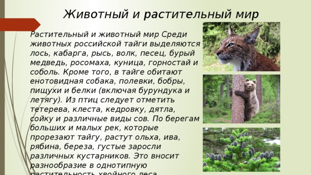 Животный и растительный мир Растительный и животный мир Среди животных российской тайги выделяются лось, кабарга, рысь, волк, песец, бурый медведь, росомаха, куница, горностай и соболь. Кроме того, в тайге обитают енотовидная собака, полевки, бобры, пищухи и белки (включая бурундука и летягу). Из птиц следует отметить тетерева, клеста, кедровку, дятла, сойку и различные виды сов. По берегам больших и малых рек, которые прорезают тайгу, растут ольха, ива, рябина, береза, густые заросли различных кустарников. Это вносит разнообразие в однотипную растительность хвойного леса.