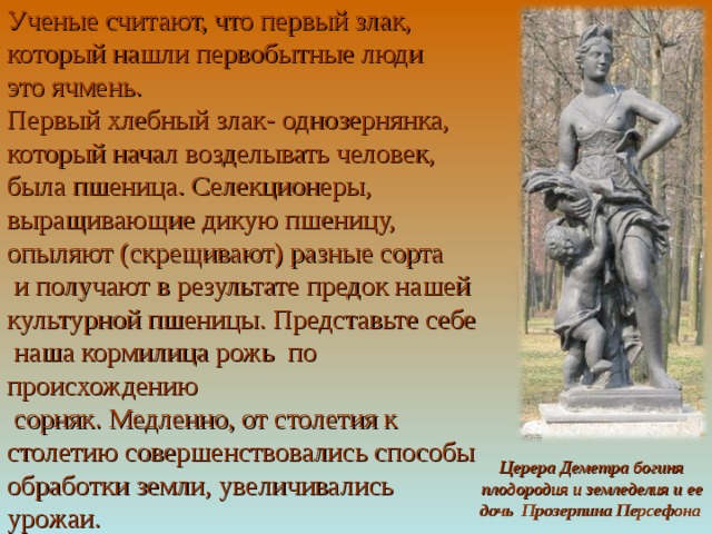 Ученые считают, что первый злак, который нашли первобытные люди это ячмень. Первый хлебный злак- однозернянка, который начал возделывать человек, была пшеница. Селекционеры, выращивающие дикую пшеницу, опыляют (скрещивают) разные сорта  и получают в результате предок нашей культурной пшеницы. Представьте себе  наша кормилица рожь по происхождению  сорняк. Медленно, от столетия к столетию совершенствовались способы обработки земли, увеличивались урожаи. Церера Деметра богиня плодородия и земледелия и ее дочь Прозерпина Персефона 