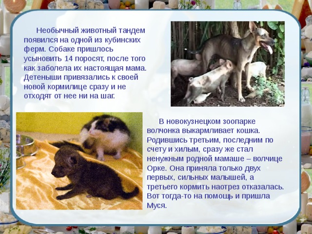 Необычный животный тандем появился на одной из кубинских ферм. Собаке пришлось усыновить 14 поросят, после того как заболела их настоящая мама. Детеныши привязались к своей новой кормилице сразу и не отходят от нее ни на шаг. В новокузнецком зоопарке волчонка выкармливает кошка. Родившись третьим, последним по счету и хилым, сразу же стал ненужным родной мамаше – волчице Орке. Она приняла только двух первых, сильных малышей, а третьего кормить наотрез отказалась. Вот тогда-то на помощь и пришла Муся. 