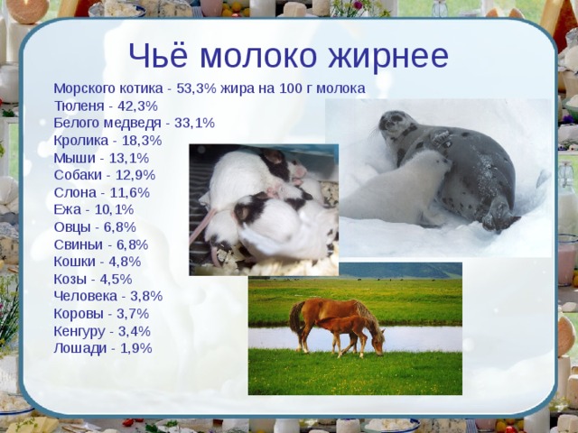 Чьё молоко жирнее Морского котика - 53,3% жира на 100 г молока  Тюленя - 42,3%  Белого медведя - 33,1%  Кролика - 18,3%  Мыши - 13,1%  Собаки - 12,9%  Слона - 11,6%  Ежа - 10,1%  Овцы - 6,8%  Свиньи - 6,8%  Кошки - 4,8%  Козы - 4,5%  Человека - 3,8%  Коровы - 3,7%  Кенгуру - 3,4%  Лошади - 1,9% 