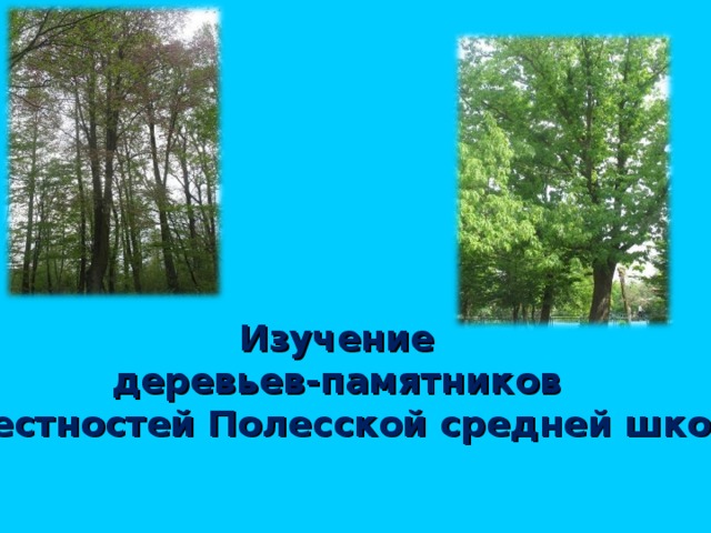 Изучение деревьев-памятников окрестностей Полесской средней школы 