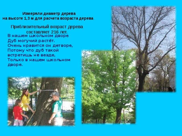  Измеряли диаметр дерева на высоте 1,3 м для расчета возраста дерева . Приблизительный возраст дерева составляет 216 лет. В нашем школьном дворе Дуб могучий растёт. Очень нравится он детворе, Потому что дуб такой встретишь не везде, Только в нашем школьном дворе. 