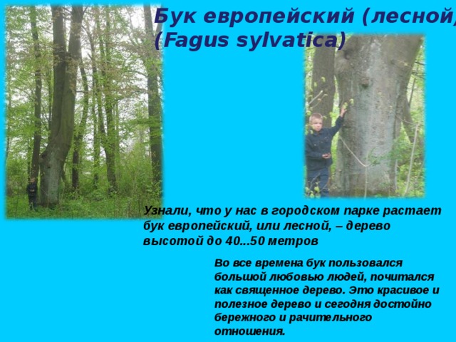 Бук европейский (лесной) (Fagus sylvatica) Узнали, что у нас в городском парке растает бук европейский, или лесной, – дерево высотой до 40...50 метров Во все времена бук пользовался большой любовью людей, почитался как священное дерево. Это красивое и полезное дерево и сегодня достойно бережного и рачительного отношения. 