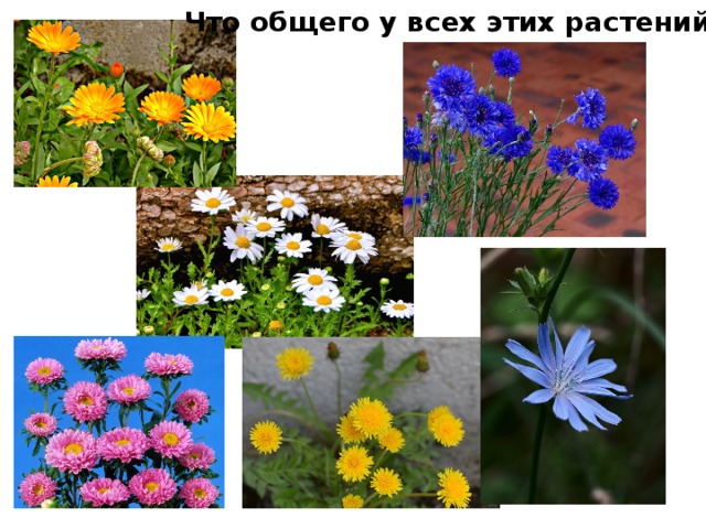 Что общего у всех этих растений? 
