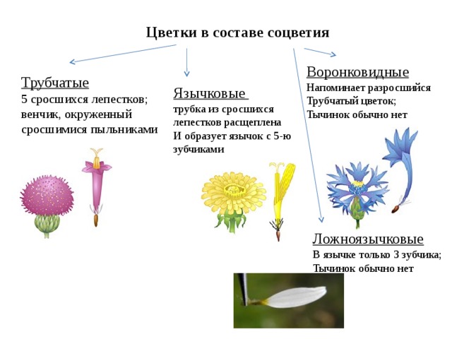 Цветки в составе соцветия Воронковидные Напоминает разросшийся Трубчатый цветок; Тычинок обычно нет Трубчатые 5 сросшихся лепестков; венчик, окруженный сросшимися пыльниками Язычковые трубка из сросшихся лепестков расщеплена И образует язычок с 5-ю зубчиками Ложноязычковые В язычке только 3 зубчика; Тычинок обычно нет 