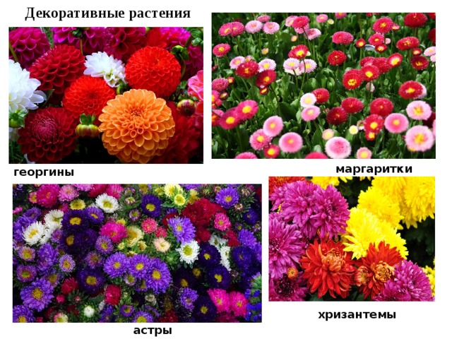 Декоративные растения маргаритки георгины хризантемы астры 