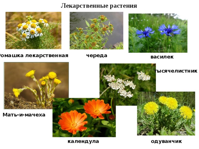 Лекарственные растения Ромашка лекарственная череда василек тысячелистник Мать-и-мачеха календула одуванчик 