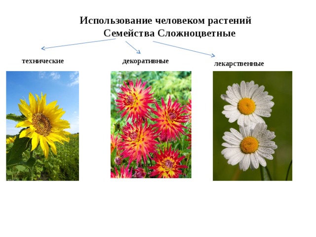 Использование человеком растений  Семейства Сложноцветные технические декоративные лекарственные 
