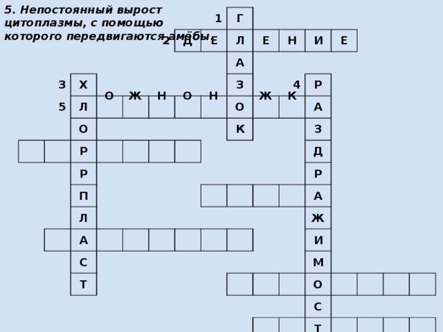 5. Непостоянный вырост цитоплазмы, с помощью которого передвигаются амёбы. 3 5 Х 2 Л 1 Д О Р Е Г Л Р А П Е Л Н З А О И С 4 Е К Р Т А З Д Р А Ж И М О С Т Ь О Ж Н О Н Ж К 