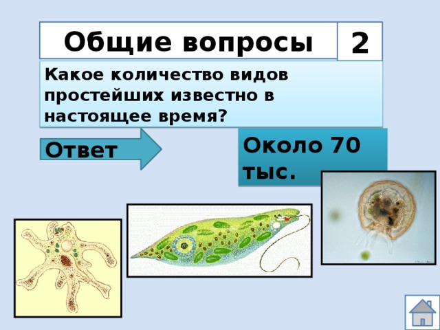 Общие вопросы 2 Какое количество видов простейших известно в настоящее время? Ответ Около 70 тыс. 