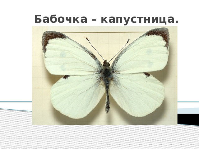 Бабочка – капустница. 