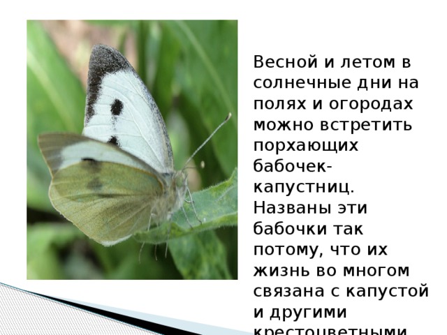 Весной и летом в солнечные дни на полях и огородах можно встретить порхающих бабочек-капустниц. Названы эти бабочки так потому, что их жизнь во многом связана с капустой и другими крестоцветными растениями . 