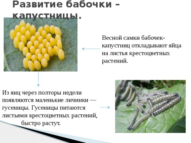 Развитие бабочки – капустницы. Весной самки бабочек-капустниц откладывают яйца на листья крестоцветных растений. Из яиц через полторы недели появляются маленькие личинки — гусеницы. Гусеницы питаются листьями крестоцветных растений,  быстро растут. 