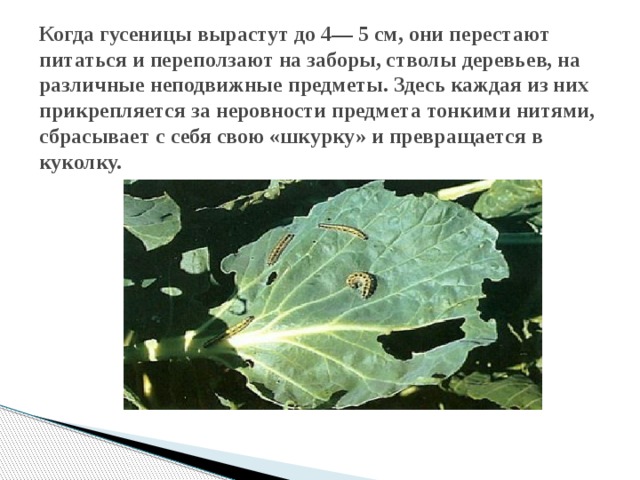 Когда гусеницы вырастут до 4— 5 см, они перестают питаться и пере­ползают на заборы, стволы деревьев, на различные непо­движные предметы. Здесь каждая из них прикрепляется за неровности предмета тонкими нитями, сбрасывает с се­бя свою «шкурку» и превращается в куколку.   