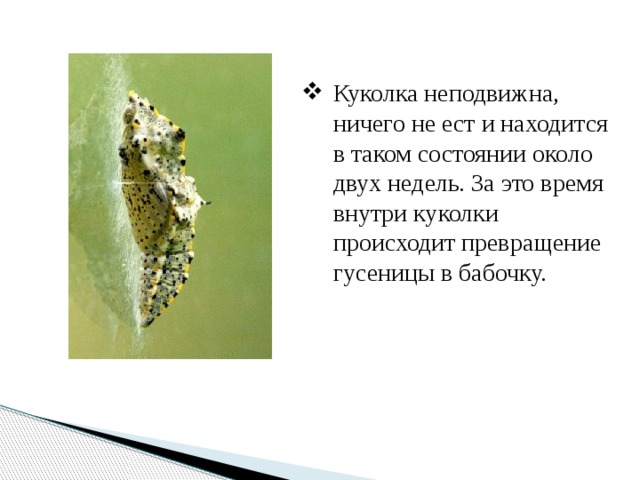 Куколка не­подвижна, ничего не ест и находится в таком состоянии около двух недель. За это время внутри куколки происходит превращение гусеницы в бабочку. 