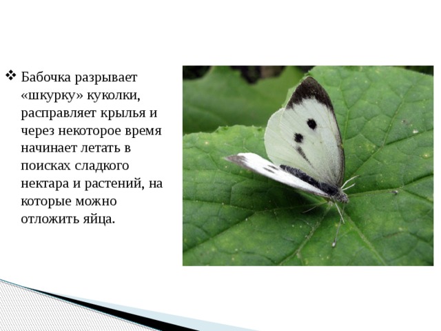 Бабочка разрывает «шкурку» куколки, расправляет крылья и через некоторое время начинает летать в поисках сладкого нектара и растений, на которые можно отложить яйца. 