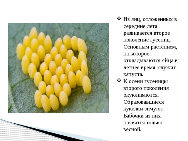 Из яиц, отложенных в середине лета, развивается второе поколение гусениц. Основным растением, на которое откладываются яйца в летнее время, служит капуста. К осени гусеницы второго поколения окукливаются. Образовавшиеся куколки зимуют. Бабочки из них появятся только весной. 
