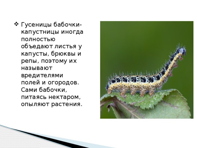 Гусеницы бабочки-капустницы иногда полностью объедают листья у капусты, брюквы и репы, поэтому их называют вредителями полей и огородов. Сами бабочки, питаясь нектаром, опыляют растения. 