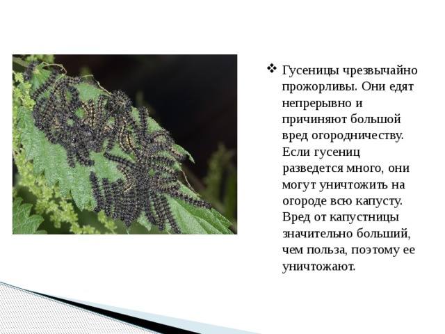 Гусеницы чрезвычайно прожорливы. Они едят непрерывно и причиняют большой вред огородничеству. Если гусениц разведется много, они могут уничтожить на огороде всю капусту. Вред от капустницы значительно больший, чем польза, поэтому ее уничтожают. 