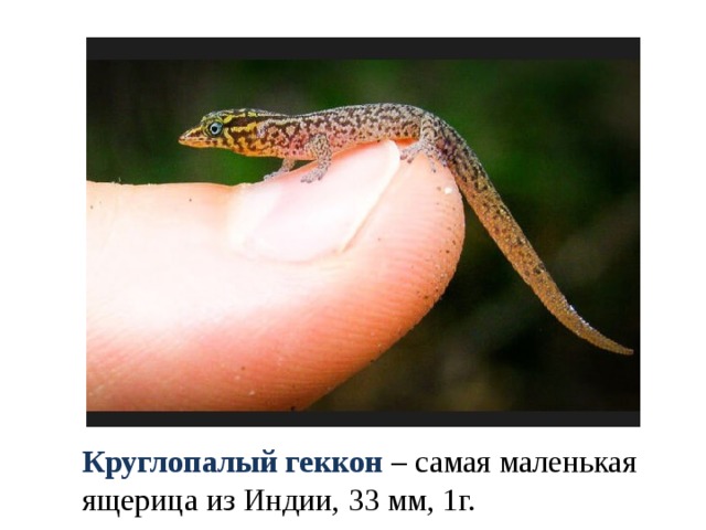 Круглопалый геккон – самая маленькая ящерица из Индии, 33 мм, 1г. 