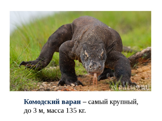 Комодский варан – самый крупный, до 3 м, масса 135 кг. 
