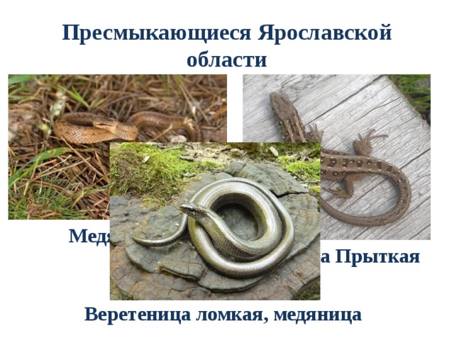 Пресмыкающиеся Ярославской области Медянка Ящерица Прыткая Веретеница ломкая, медяница 