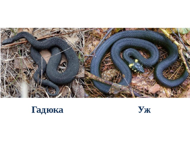 Уж Гадюка 