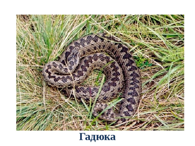 Гадюка 