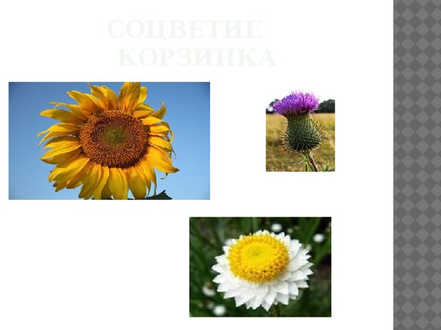 Соцветие корзинка 
