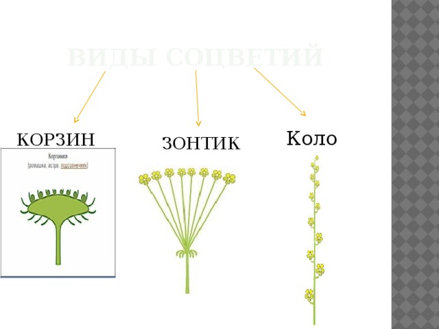 Виды соцветий Колос КОРЗИНКА ЗОНТИК 