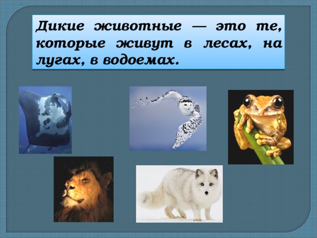 Дикие животные — это те, которые живут в лесах, на лугах, в водоемах. 