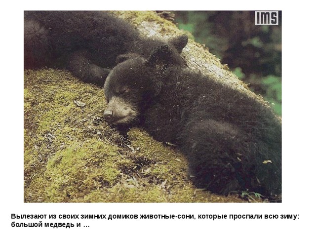 Вылезают из своих зимних домиков животные-сони, которые проспали всю зиму: большой медведь и … 