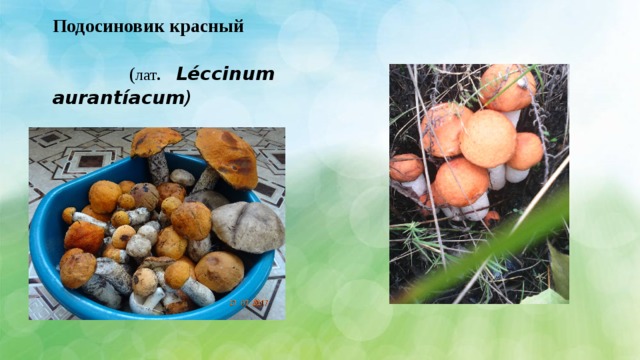Подосиновик красный ( лат . Léccinum aurantíacum ) 