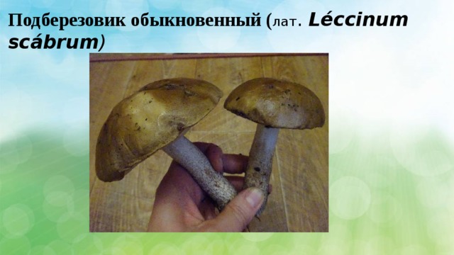 Подберезовик обыкновенный ( лат . Léccinum scábrum ) 