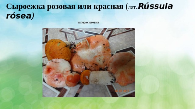 Сыроежка розовая или красная ( лат . Rússula rósea )  и подосиновик 